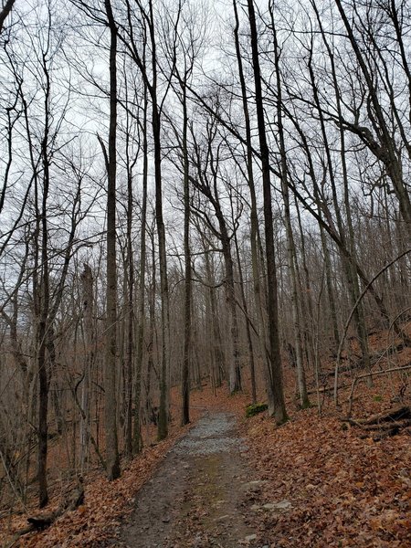 Forested trail in early winter