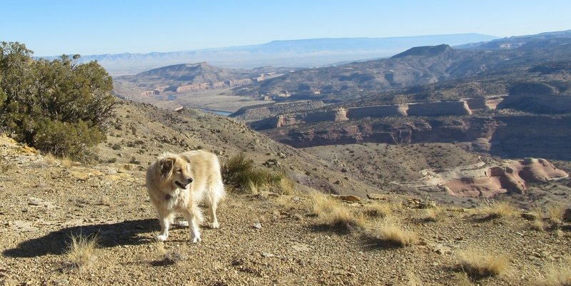 A dashing view with my friend's dog Dash.