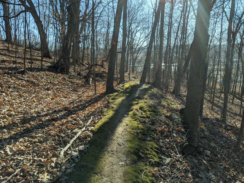 Mossy trail