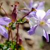 Columbine flower