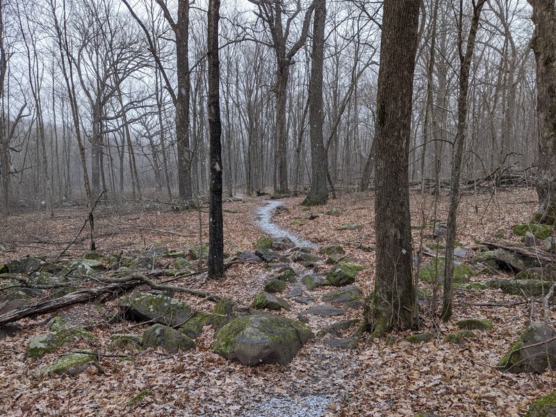 The trail with one of many rocky sections.