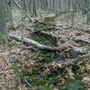 Lush streams are a common site even in December