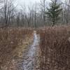 The trail opens up toward the south end.