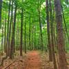 Walking through the pines on the south ridge trail