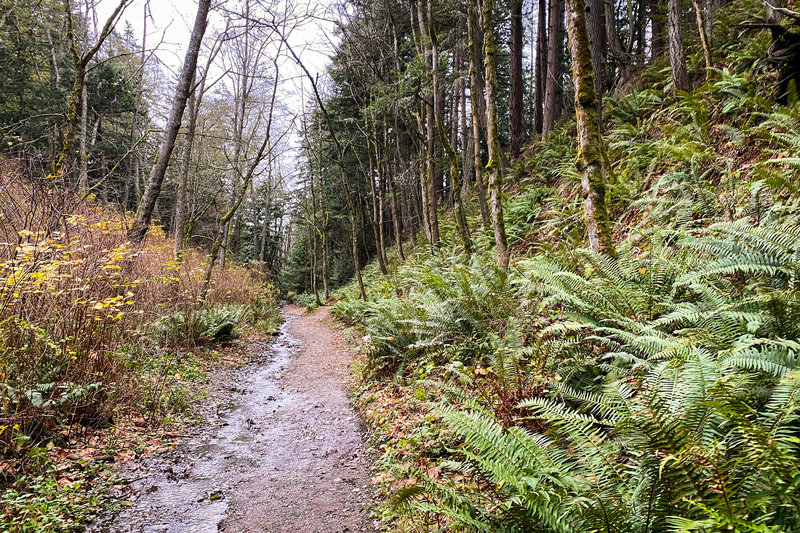 While not overly muddy, the trail can be a bit wet if it's been raining recently.