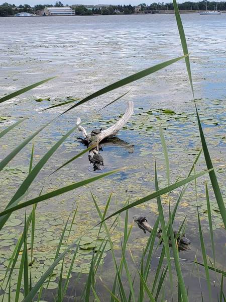 Turtles basking on logs