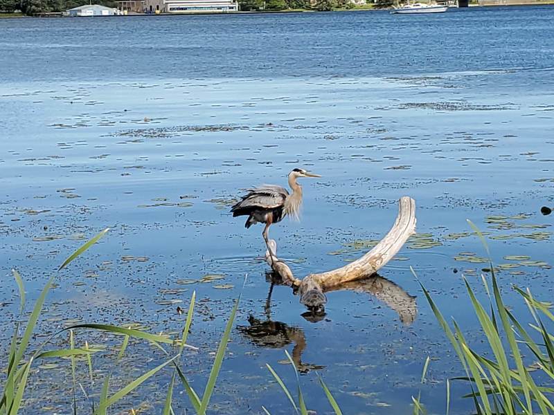 Heron in the Inner Harbour