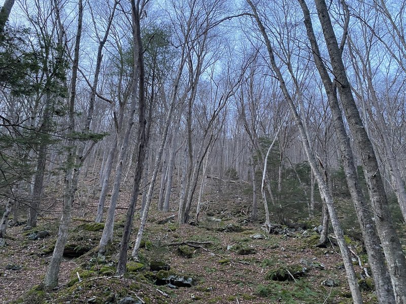 South facing hillside along the creek.