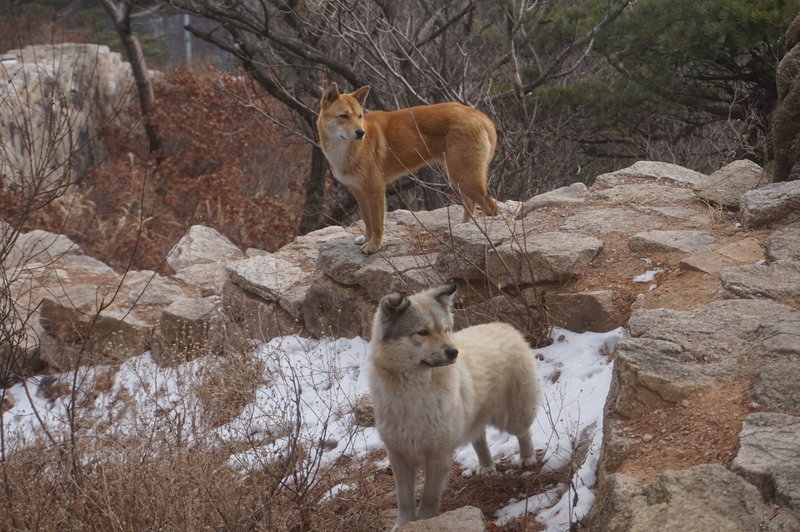 Stray dogs near Munsubong Peak.