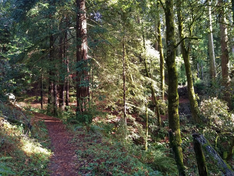 The sunlit, mixed redwood forest on the way to the Giant Twins—two huge, old redwoods.