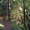 The sunlit, mixed redwood forest on the way to the Giant Twins—two huge, old redwoods.