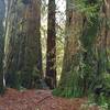 The Giant Twins, over 200 years old, are the two big redwoods here. Just for comparison, the smaller redwood at the left is about two feet across.