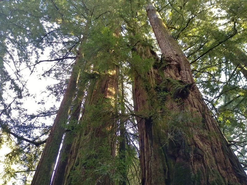 Looking up the 200+ year old Giant Twins redwoods, standing amid younger redwoods.