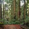 The mixed redwood forest of Rock Springs Trail as it heads south down into the valley.