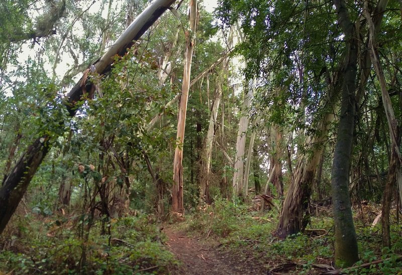 Eucalyptus trees with their light colored shaggy bark, are mixed in with others at the east end of Sprig Trail.