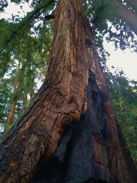 A big, old redwood is still going strong after having been charred by historic wildfire.