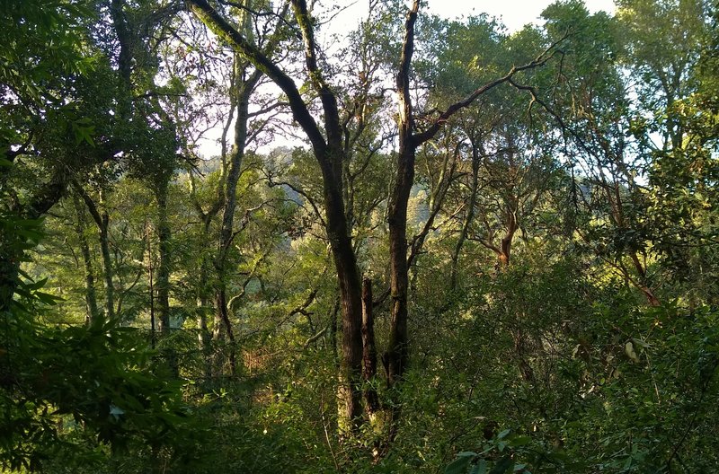 The sunlit ridge on the other side of the steep sided valley of Blackhawk Canyon, is seen to the north through the trees on Spring Trail.