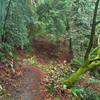 Bright green moss covers some trees in December, in the moist forest along Sprig Trail.