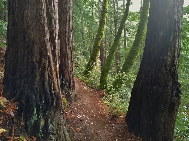 Green moss covered trees and redwoods along Sprig Trail in the winter.