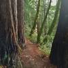 Green moss covered trees and redwoods along Sprig Trail in the winter.