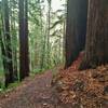 Towering redwoods to the right, and the steep sided Black Canyon valley to the left, along Sprig Trail.