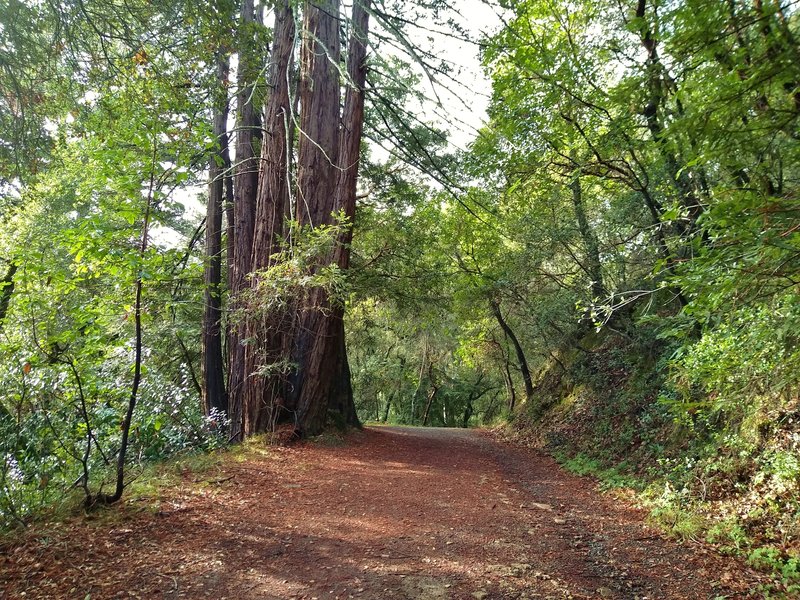 Hiking west on Ridge Trail, the first redwoods start to appear. Just scattered at first, as one continues west, they take over the mixed redwood forest.