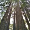 Towering redwoods along Ridge Trail.