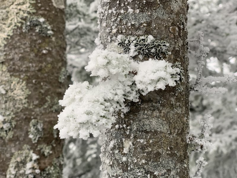 Beautiful rime ice on lichen at the summit.