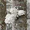 Beautiful rime ice on lichen at the summit.