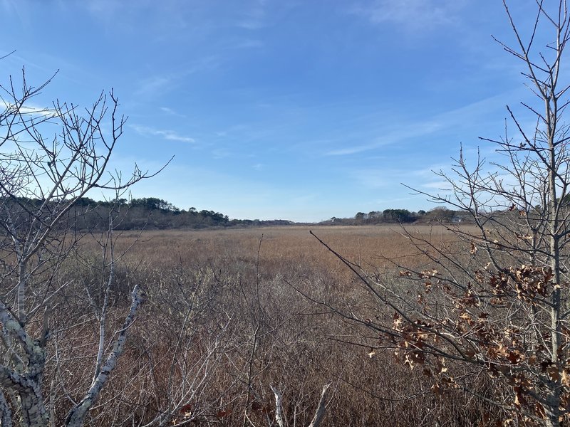 View southwest from trail into wetlands