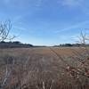 View southwest from trail into wetlands