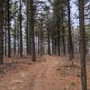 One of the many pine forests.