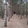 A regal pine tunnel.