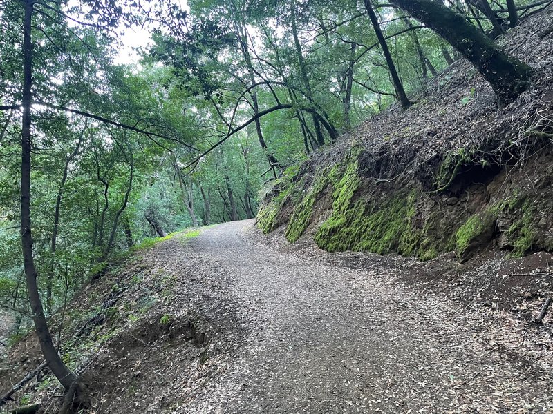 The trail climbs gently along the hillside.