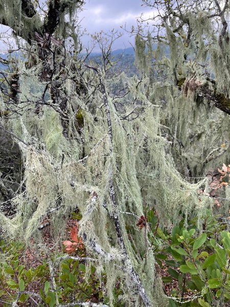 The trees are covered with thick lichen in the middle section of this trail.