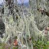 The trees are covered with thick lichen in the middle section of this trail.