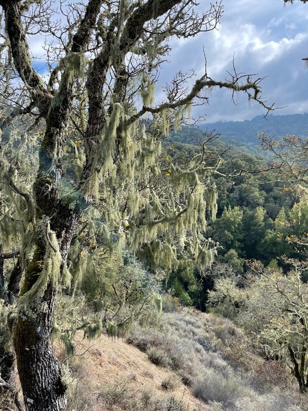 A view of the Santa Cruz mountains in the open woodland section of the trail.