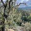 A view of the Santa Cruz mountains in the open woodland section of the trail.