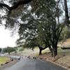 Why did the wild turkeys cross the road? They're on their way to hike Los Trancos Trail.