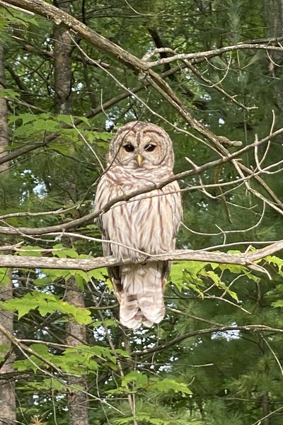 Owl perching in tree just off Lost Lake Pathway - Lake Dubonnet Summer 2020