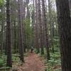 Section of the Lost Lake Pathway