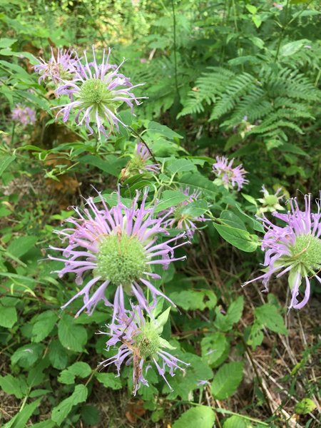 Summer flowers