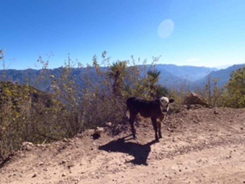 Cow on the road