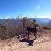 Cow on the road