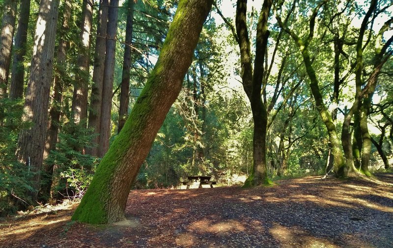 A creekside picnic table among the sunlit redwoods and oaks along Merry-Go-Round Trail.