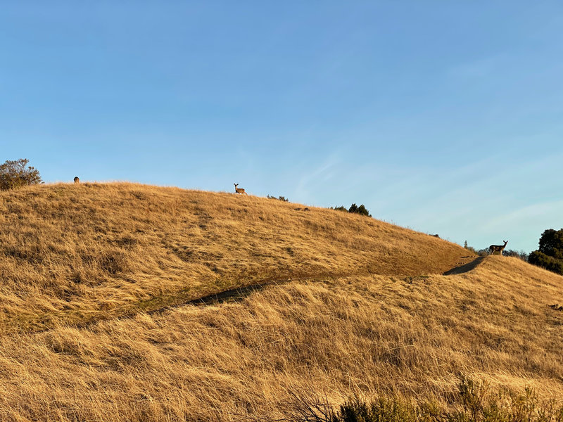 Deer feed on the hillside at the intersection of the Bella Vista, Old Ranch and Monte Bello Road Trails.