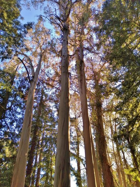 Giant eucalyptus trees with their light, shaggy bark trunks, among the redwoods of Loop Trail.