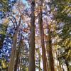 Giant eucalyptus trees with their light, shaggy bark trunks, among the redwoods of Loop Trail.