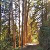 Stand of eucalyptus trees, the ones with the light, shaggy bark, amid the redwoods on Loop Trail.