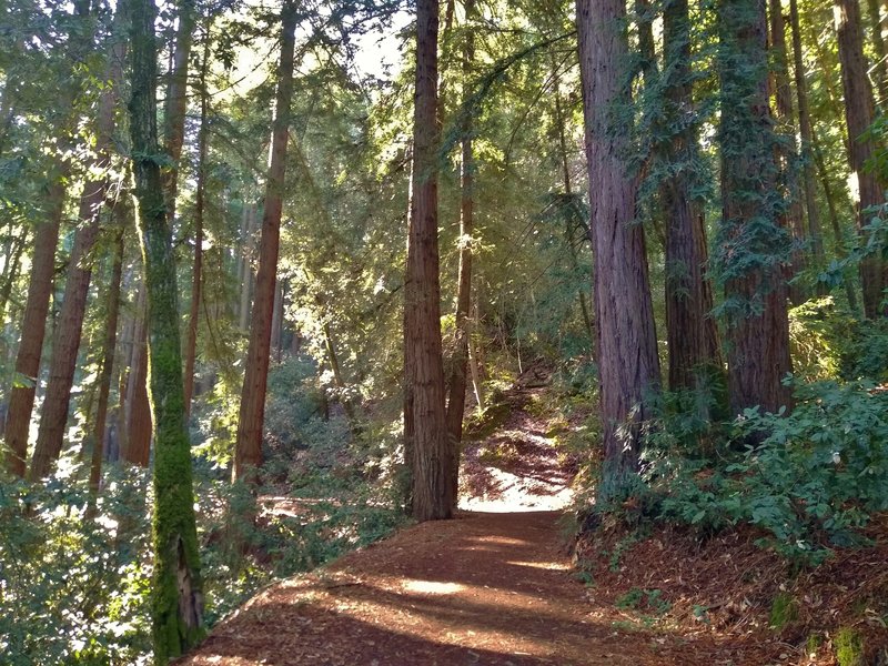 Loop Trail winds through redwoods, and other trees and vegetation, on its soft needle covered path.